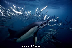 This shot was taken during this years annual sardine migr... by Paul Cowell 
